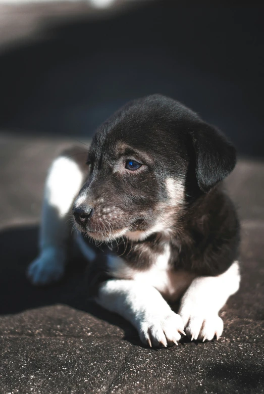 a small black and white dog laying on top of a sidewalk