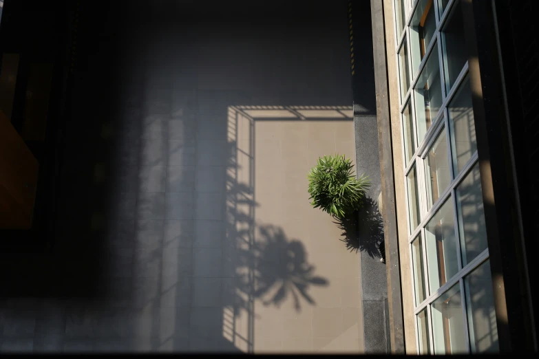 a tree is growing in the corner of the building