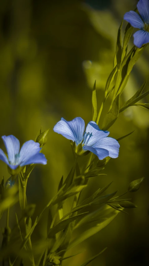 two blue flowers that are in some water