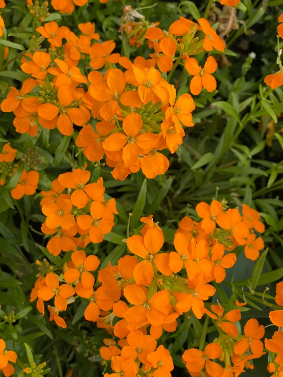 bright orange flowers are growing in the ground