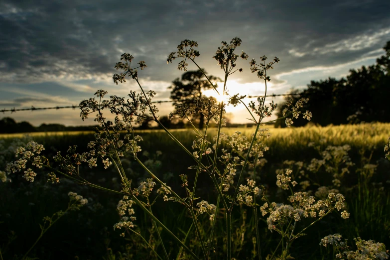 the grass and flowers glow in the sunlight