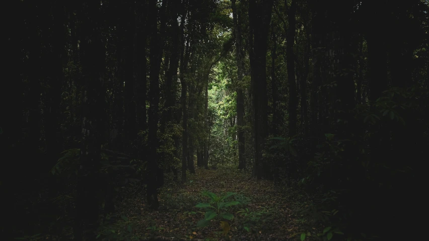 a dark hallway in the middle of a forest with trees