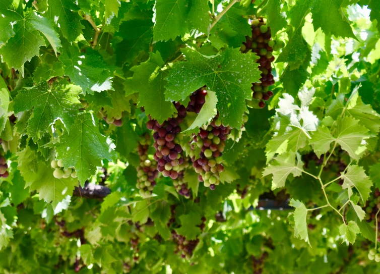 many gs hanging from a green vine