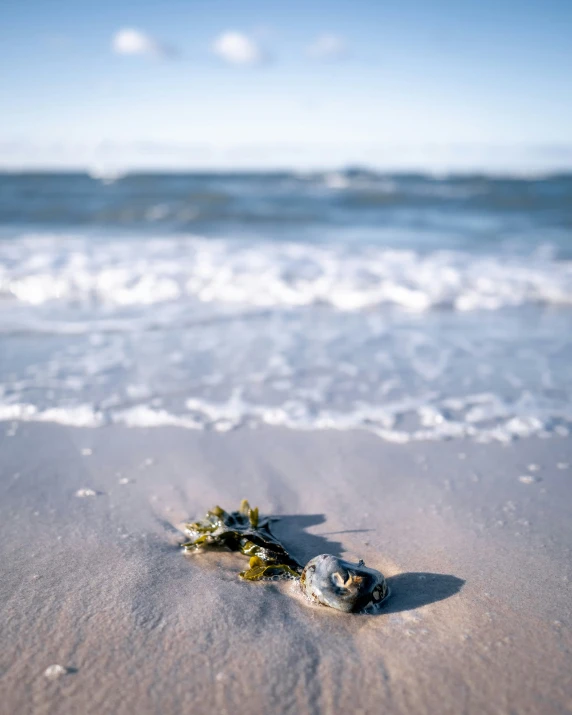 a small dead flower is buried in the sand