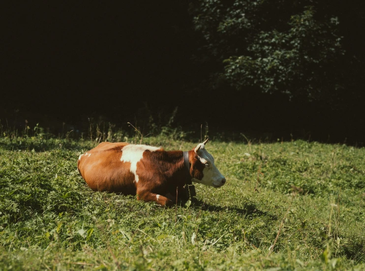 there is a brown and white cow sitting in the grass