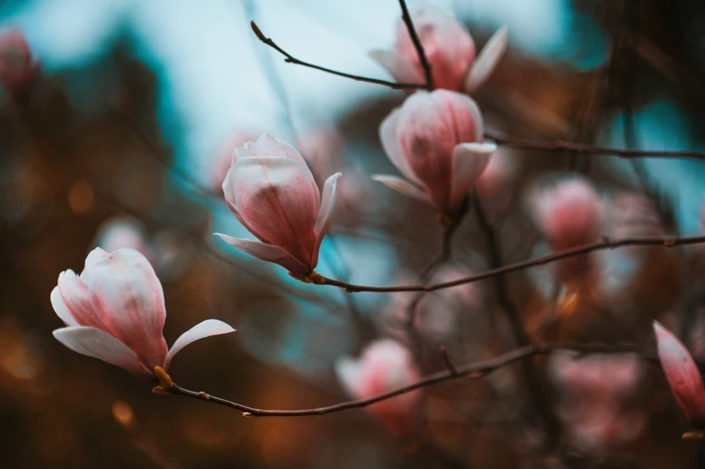 a blurry po of some pink flowers on a nch