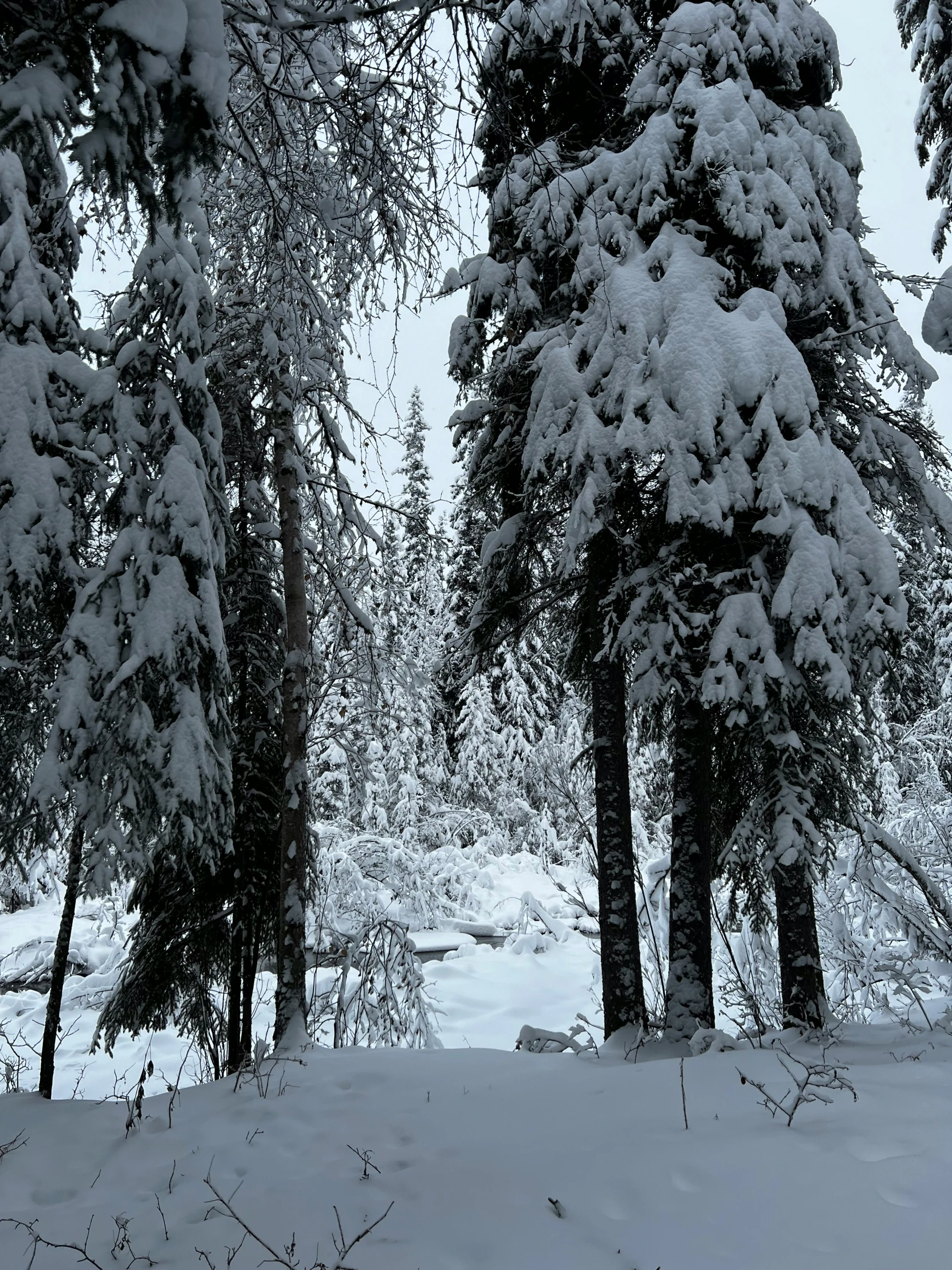 the trees are covered in snow outside at night