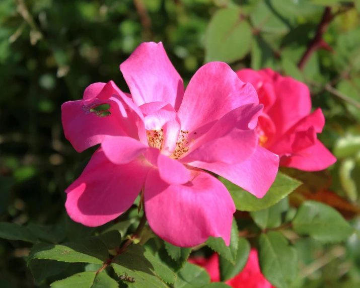 a pretty pink flower in the middle of some flowers