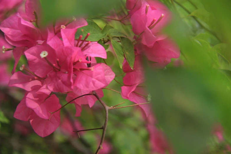 a bright pink flower with lots of green leaves