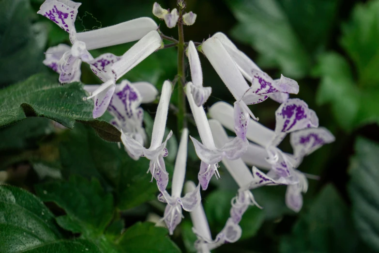 purple and white flowers near leaves in the forest