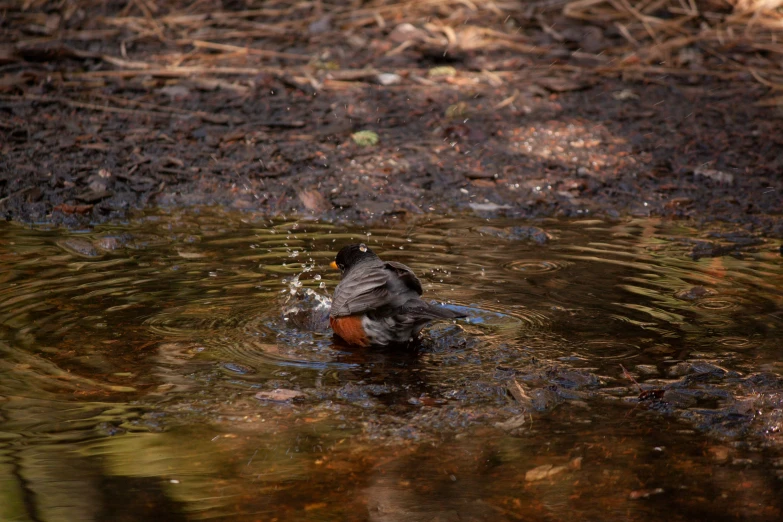 the bird is taking a bath in the water