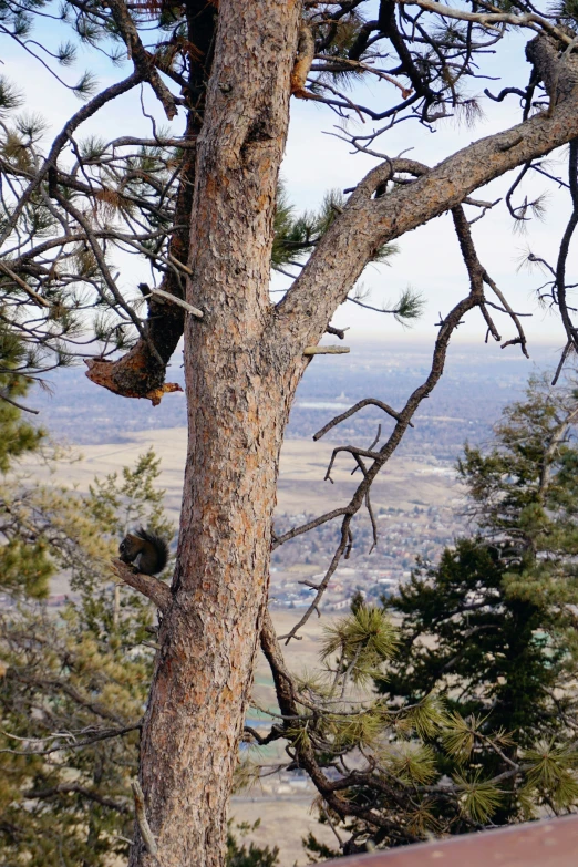 a bird is perched in the top of a tree