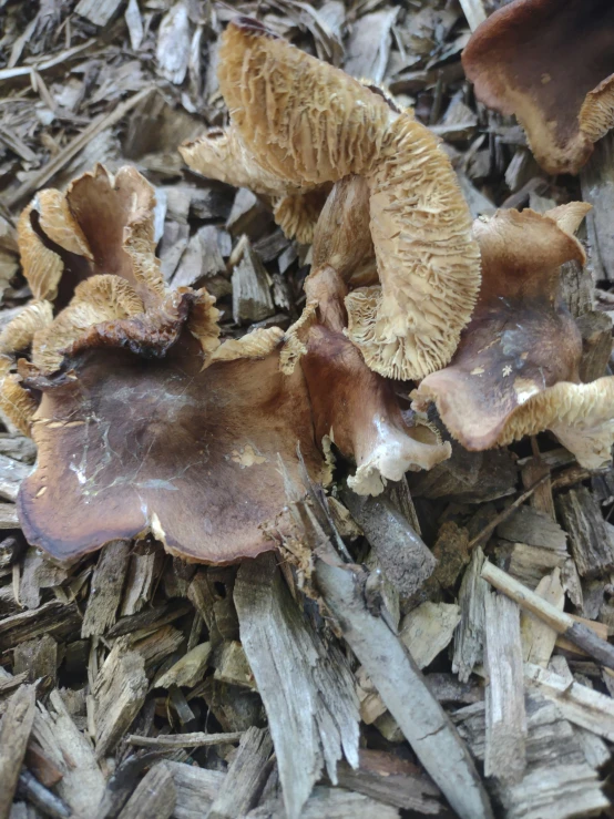 several mushrooms growing on the ground in the grass