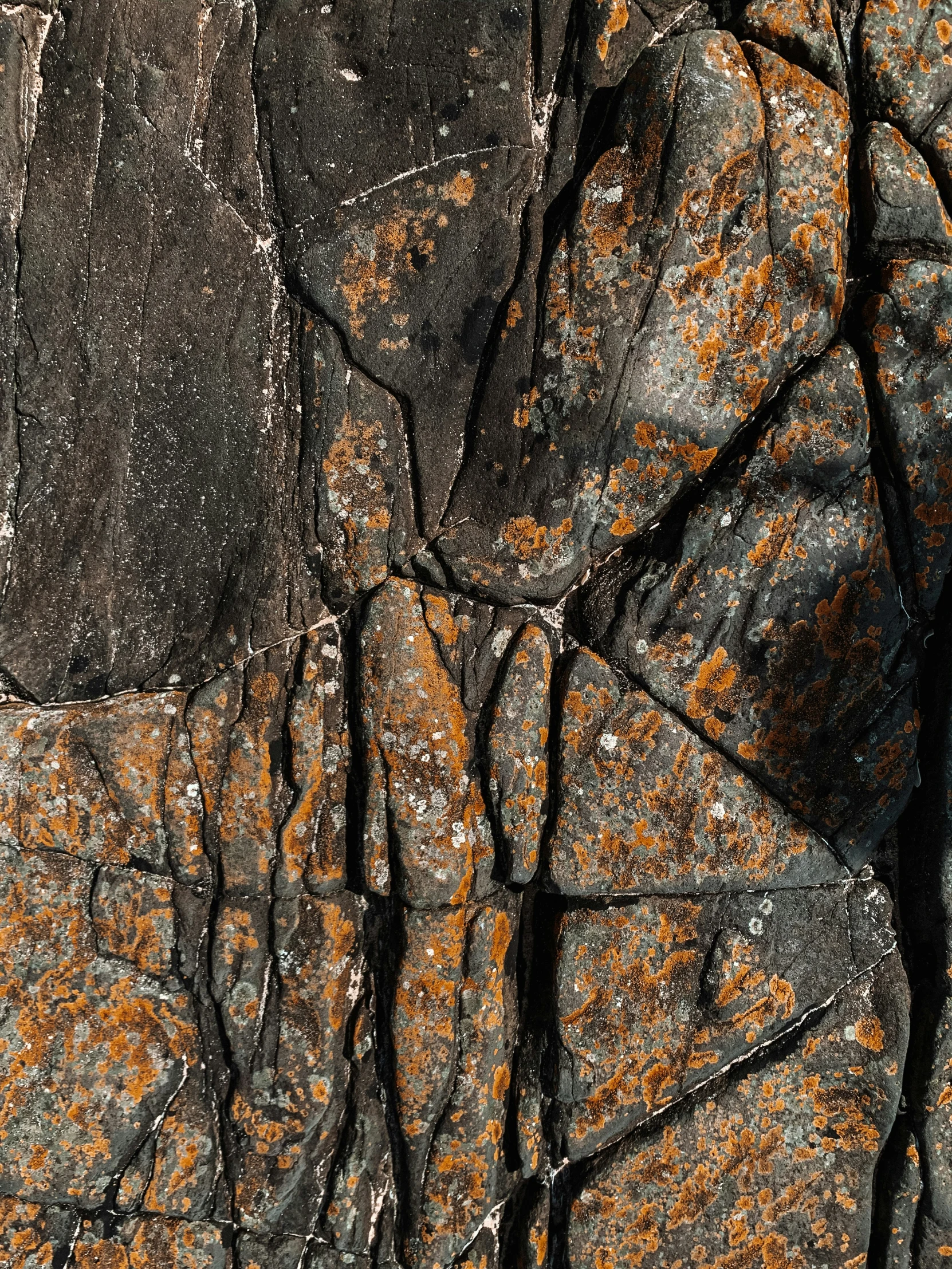 orange and white flowers growing out of the rocks