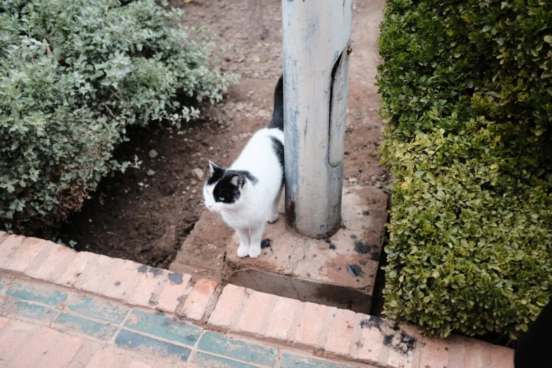 black and white cat standing by a fence in the dirt