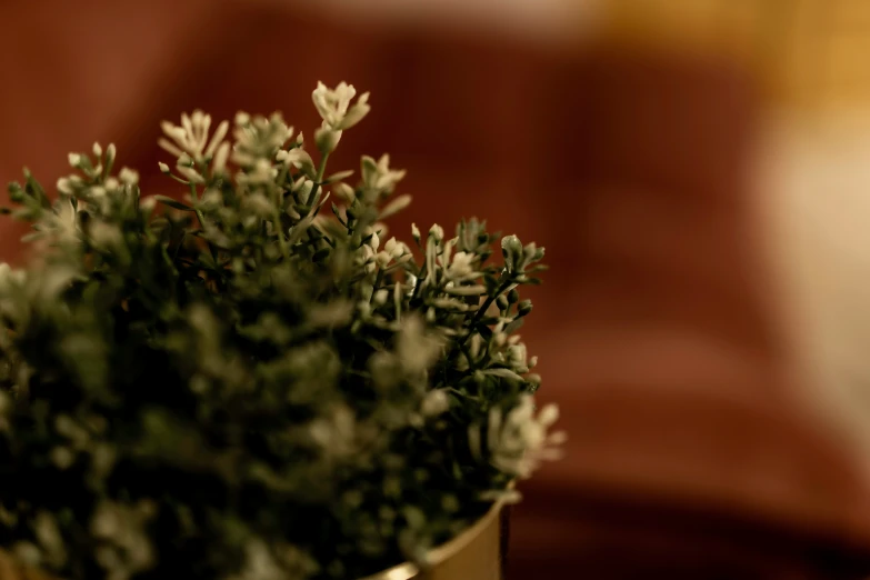 small plant is displayed in a vase on a table