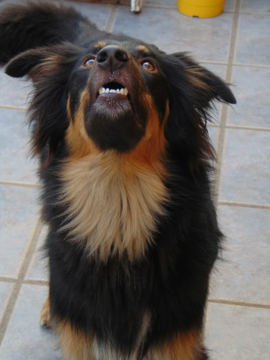 a dog that is standing on a tile floor