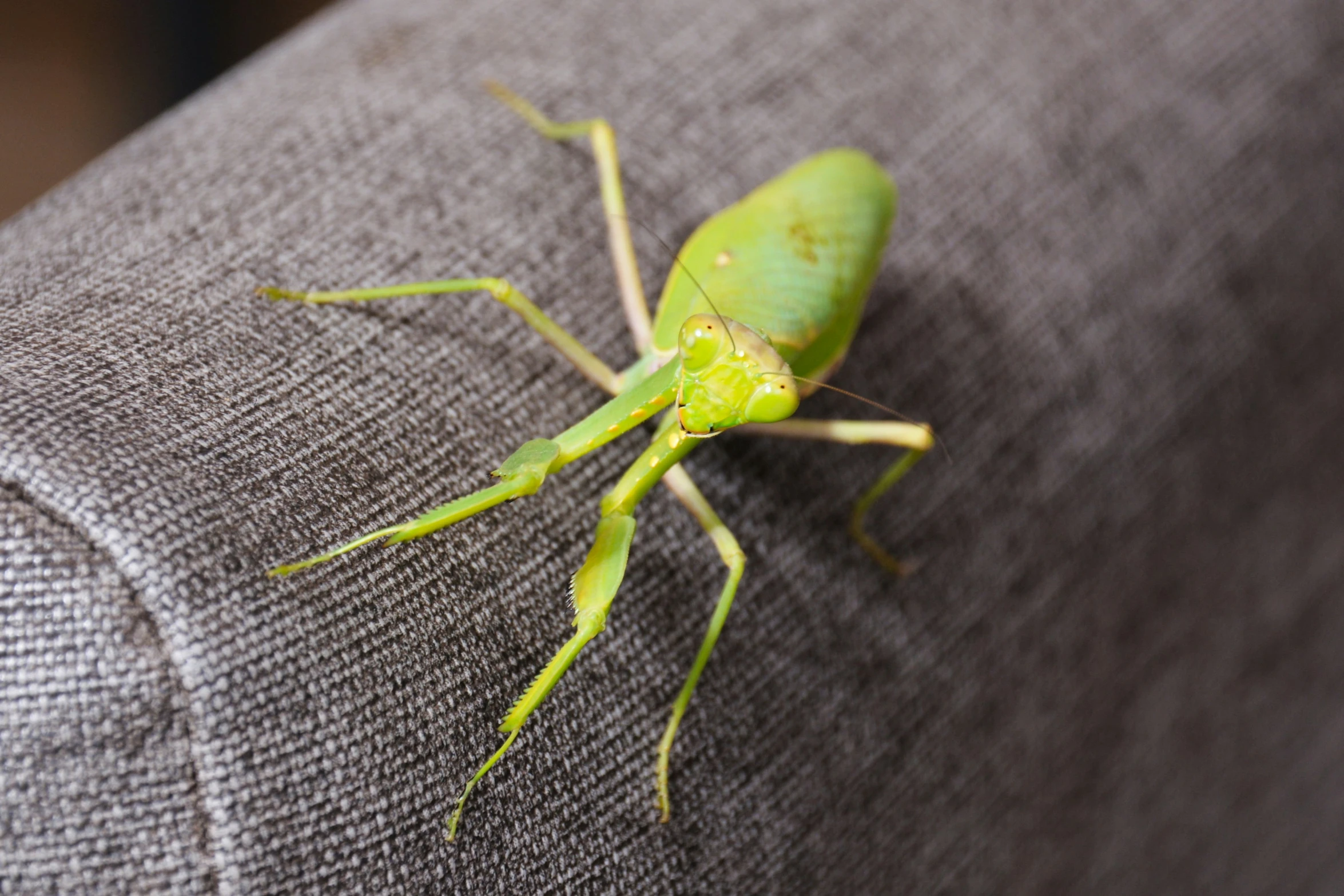 the green insect is sitting on top of the cushion