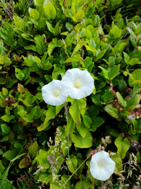 some white flowers are surrounded by green foliage