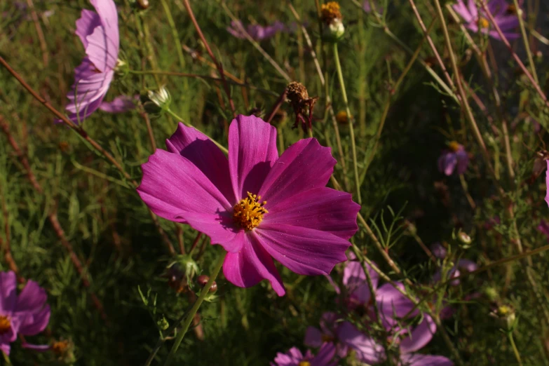 an image of purple flowers in the field