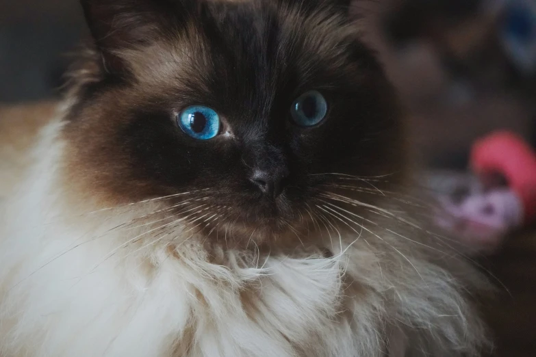 a blue eyed cat looking up while sitting