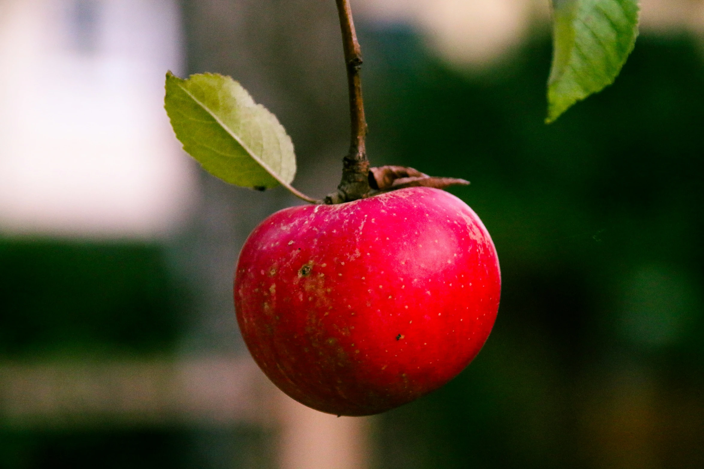 an apple on a nch with leaf on it