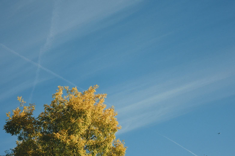 a plane flying high in the sky near trees