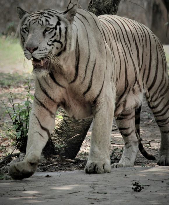 a white tiger standing next to a tree