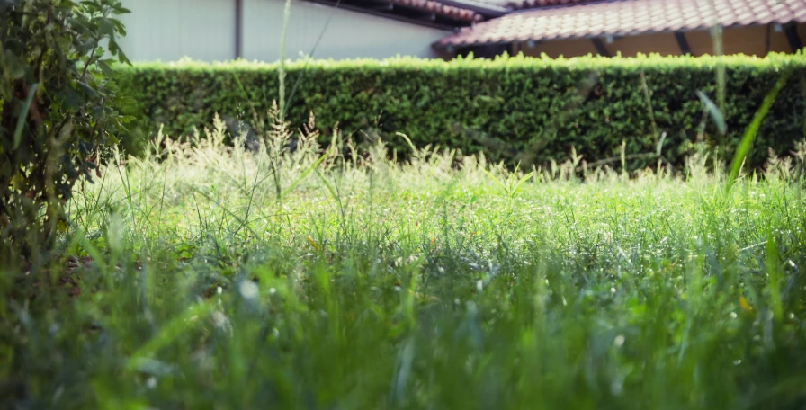 green grass in front of a house that's surrounded by hedges