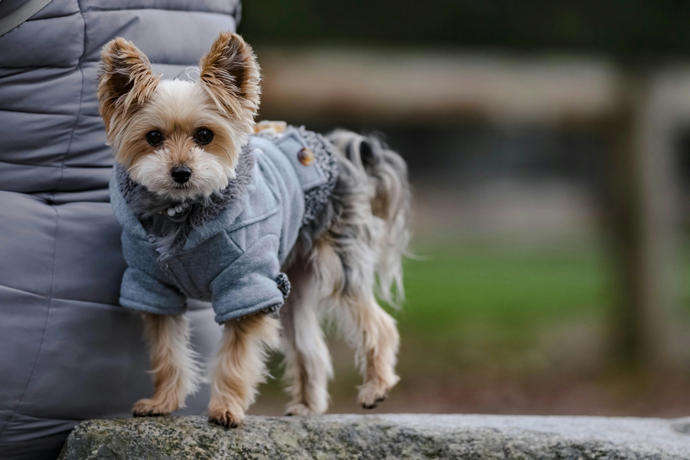a small dog with a gray jacket standing in front of a person