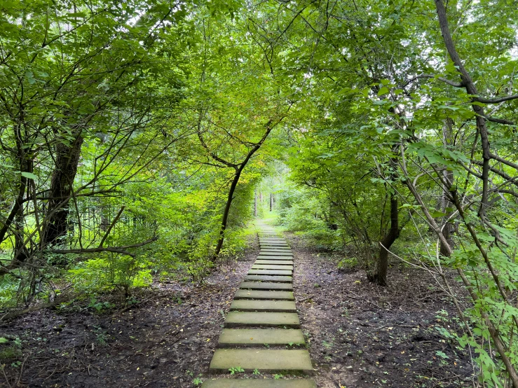 the stairs have been made to climb up from the forest