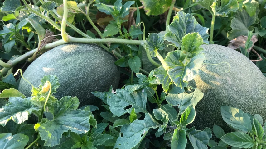 two green, ripe melons on the vine