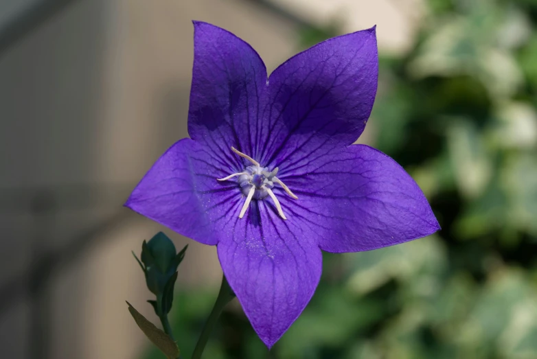 a blue flower with a white stamen surrounded by greenery