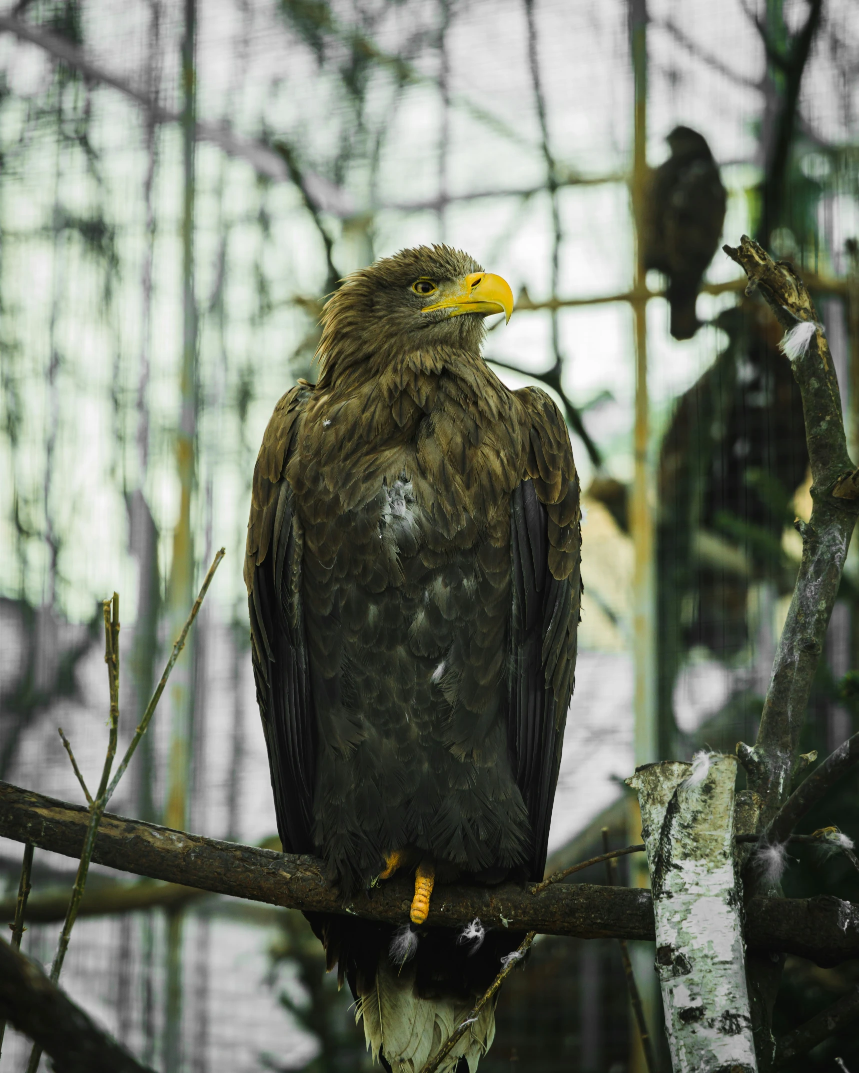 a large bird perched on top of a tree nch