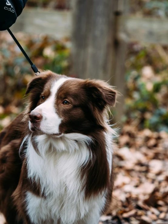 a brown and white dog has a black umbrella on it's head