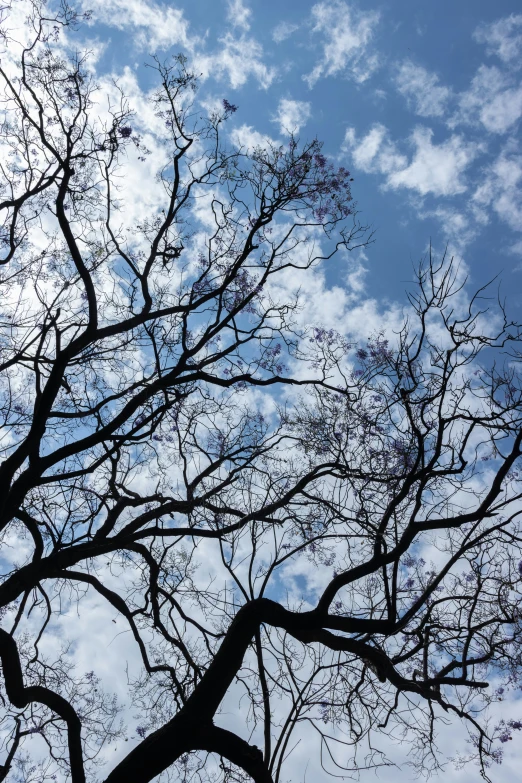 view of the nches of a tree against the cloudy sky