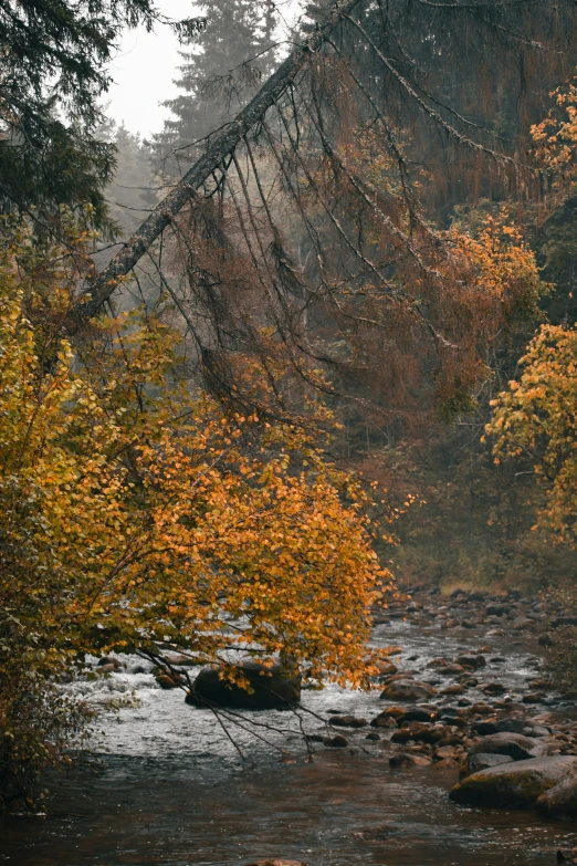 a bridge over a small river with lots of trees in it