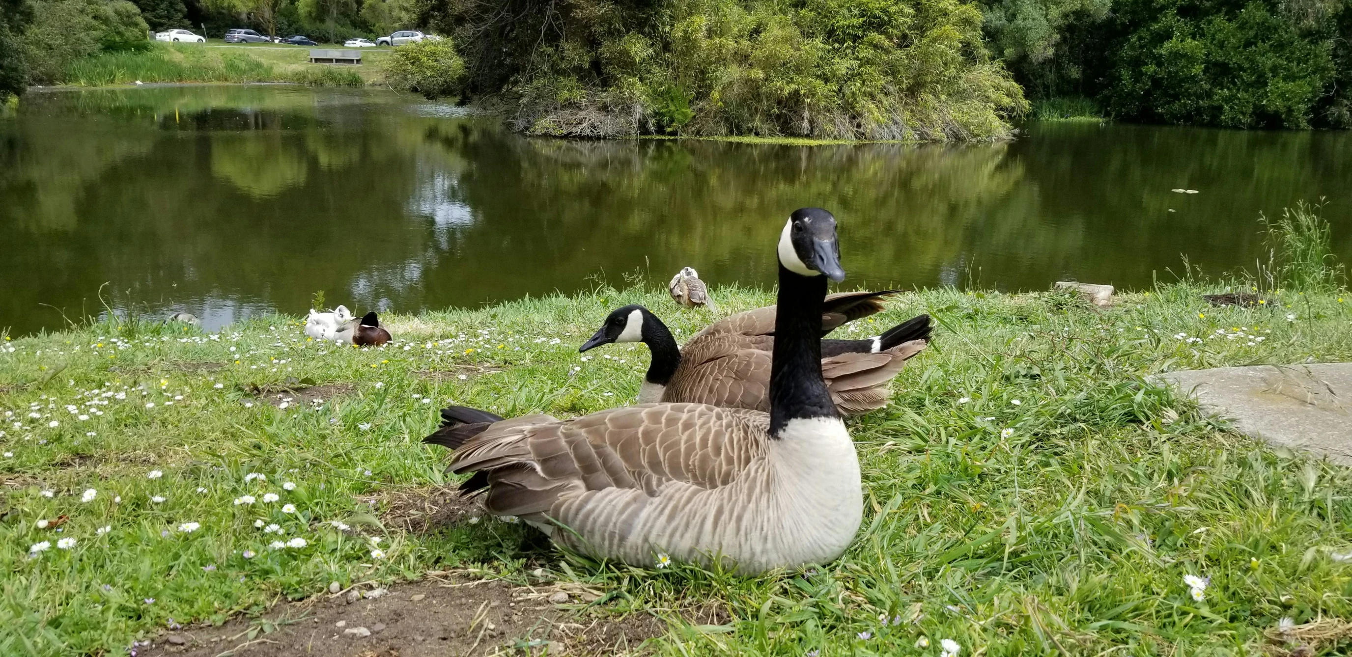 a group of ducks sit near a pond on a grassy bank