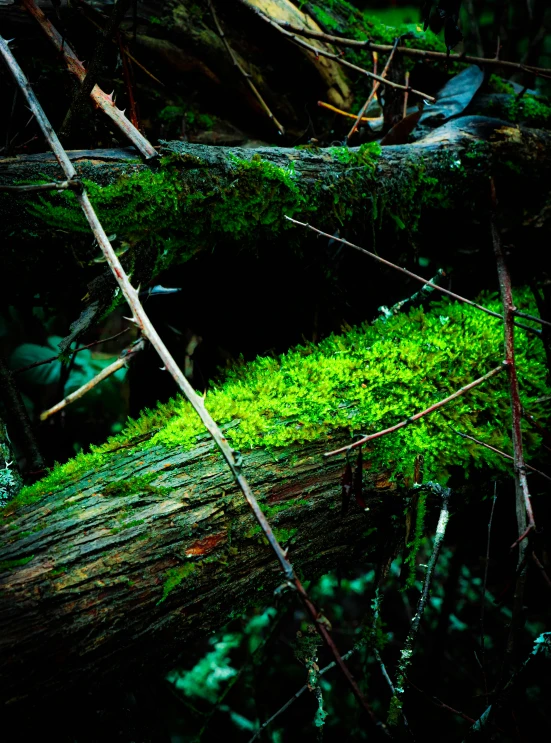 some moss is growing on the wooden plank