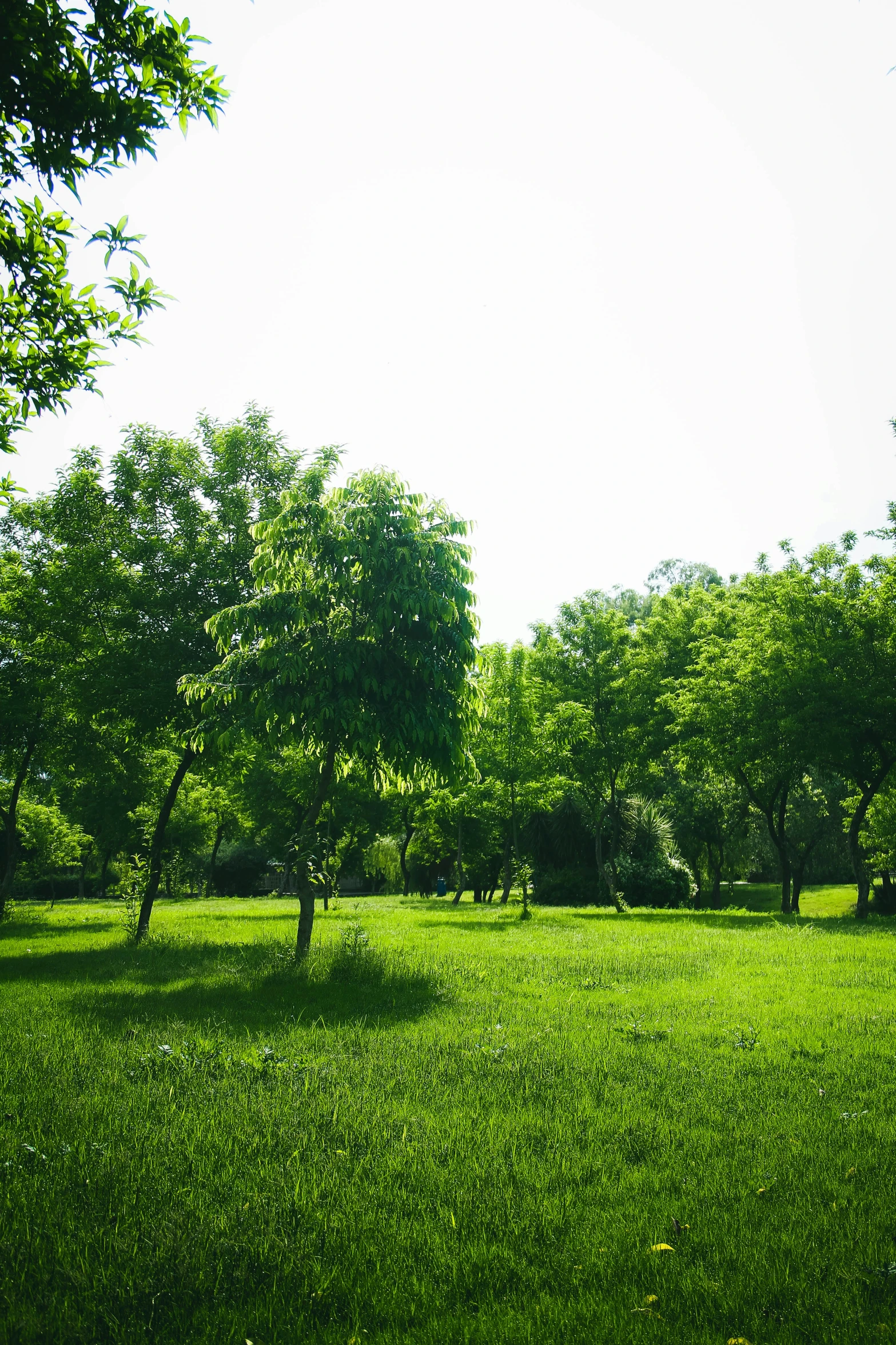 the sunlight shines brightly on a field full of green trees