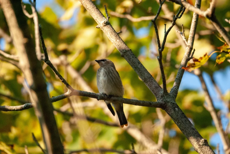 a bird is perched up on the tree nch