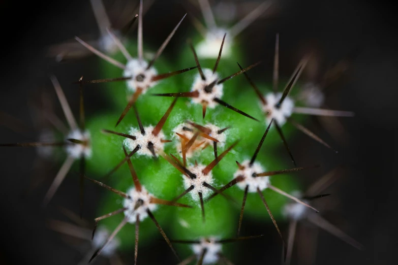 the top view of an animal's habitat with long pointed nails and small white flowers