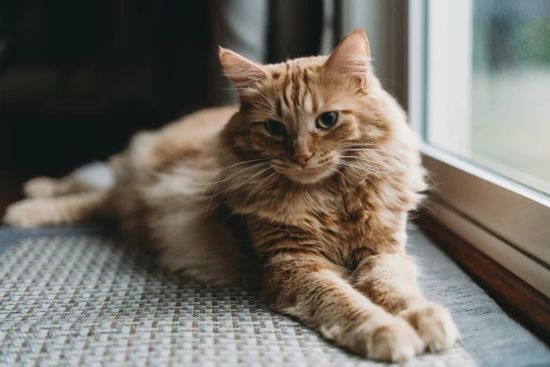 the cat is laying on the rug near the window