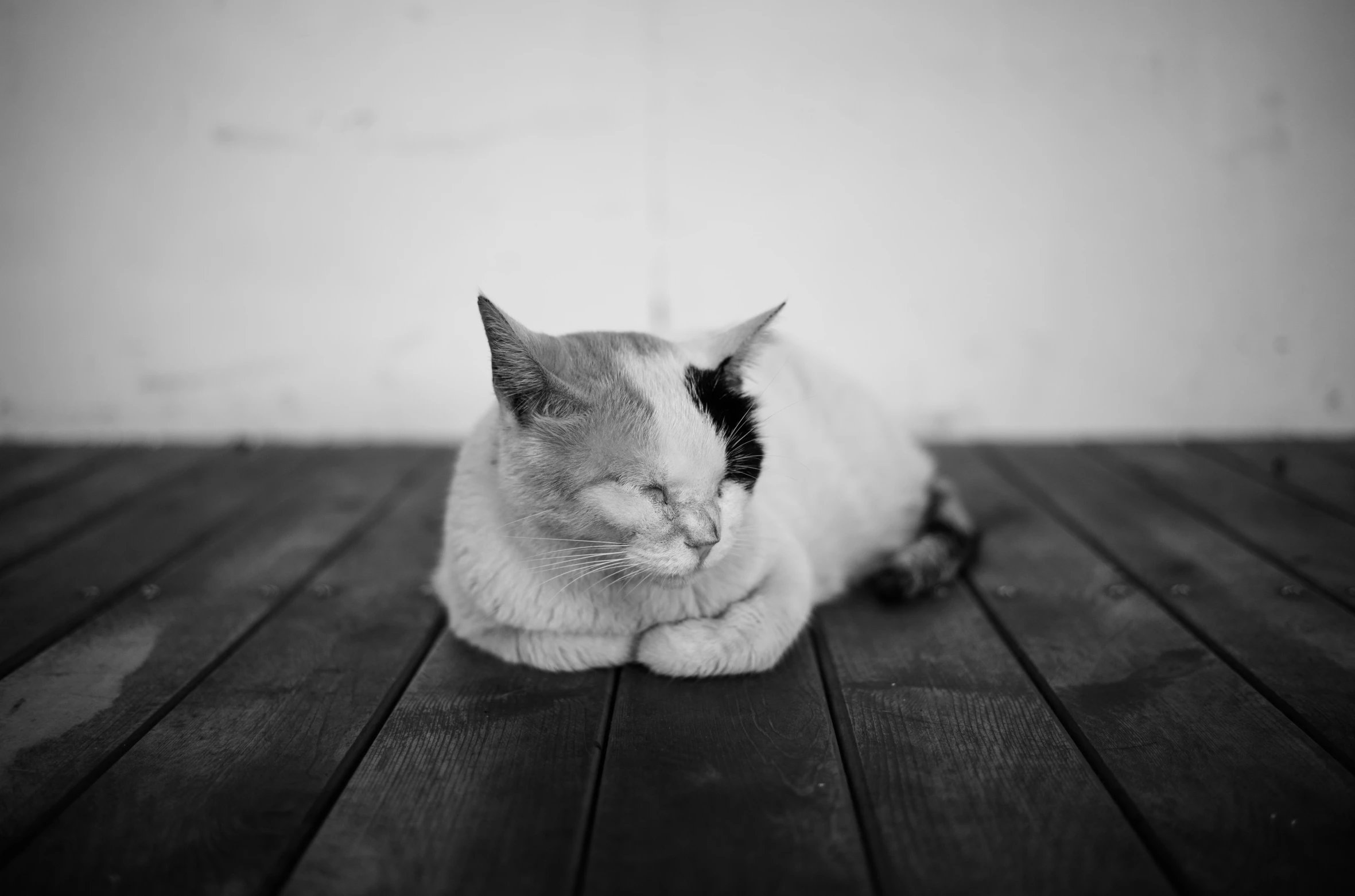 cat sitting on wood floor looking at camera