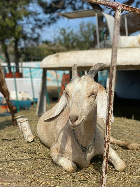 the goat is looking at us with eyes closed