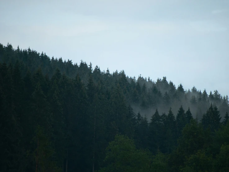 fog covers trees and a forested mountain in the background