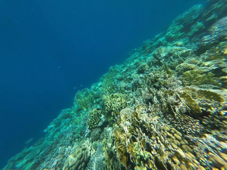 a coral reef is seen from the underwater