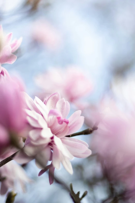 pink flowers against the sky with trees in the background