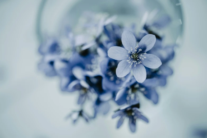 small blue flowers sitting in a clear bowl