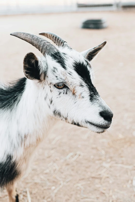 this goat is covered in a white and black coat